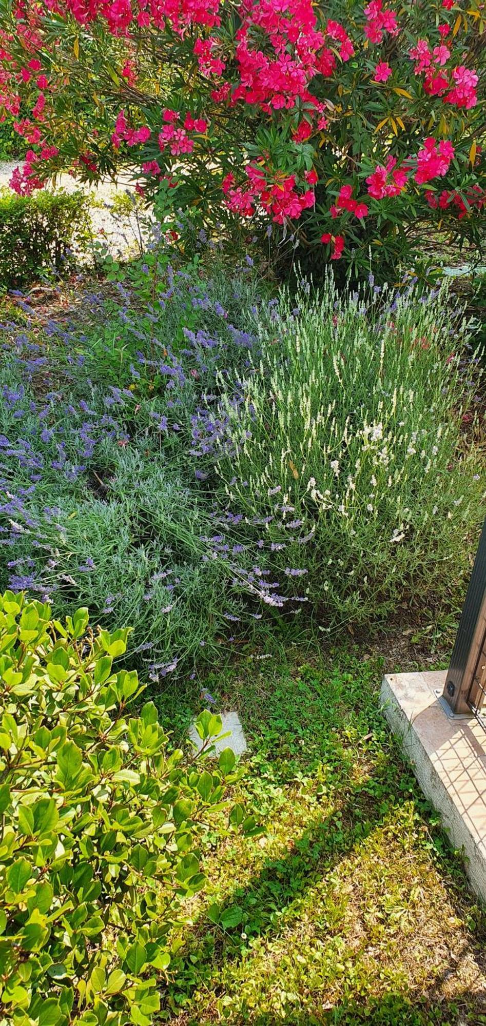 B&B Villa Maria Terni Exteriör bild